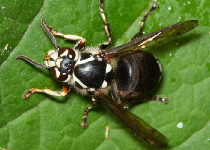 bald faced hornet sting