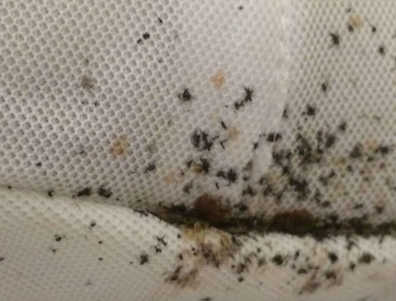 where do bed bugs come from