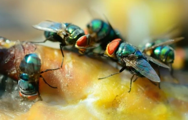 types of flies in house