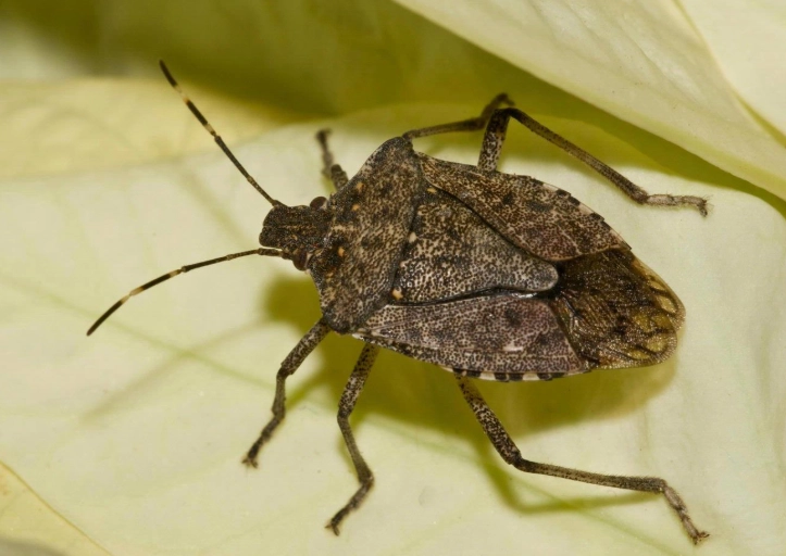 stink bug identification