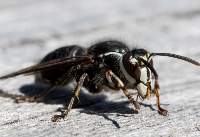 bald faced hornet identification
