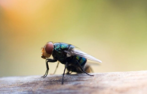 how to get rid of flies