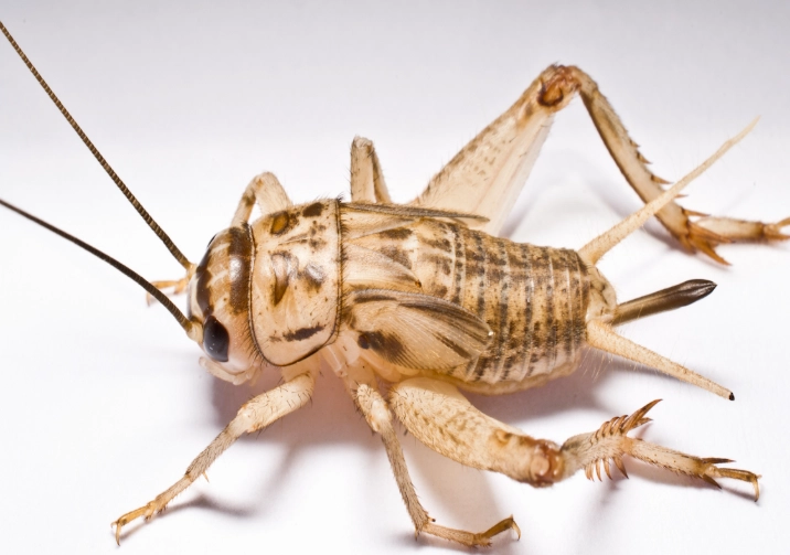cricket anatomy