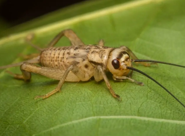 what do crickets look like