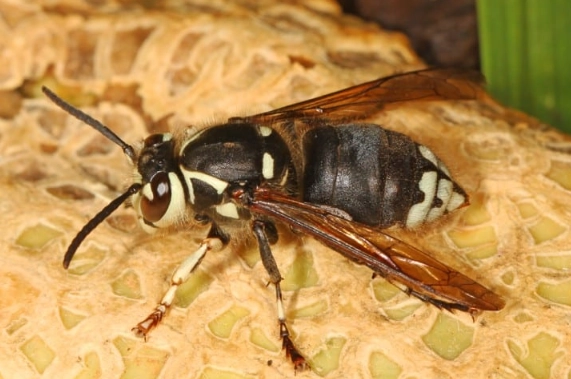 bald faced hornet nest removal