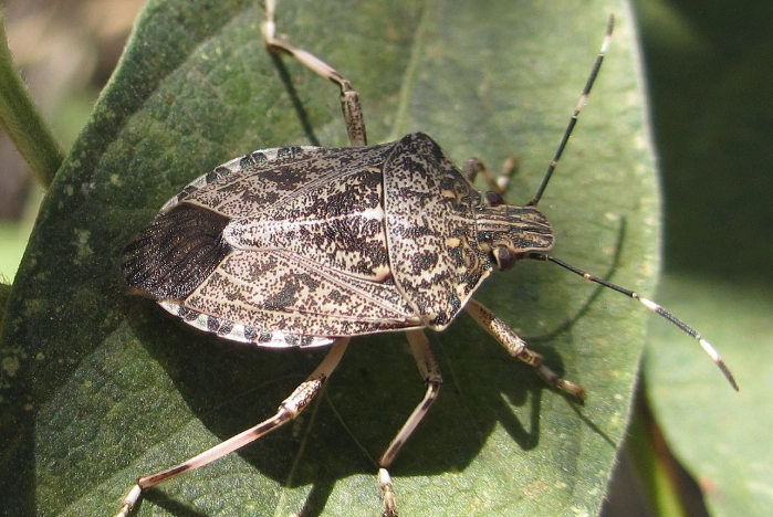 how to get rid of stink bugs