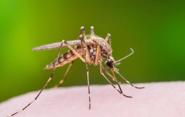 mosquito look alikes