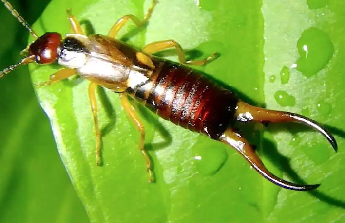 earwig insect
