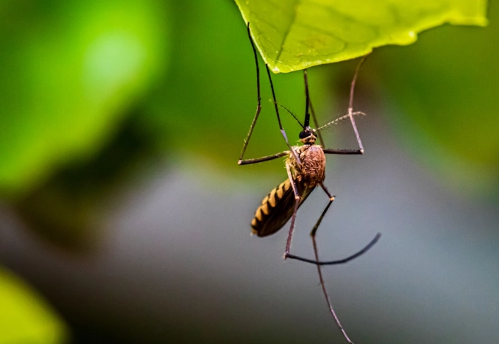 are crane flies dangerous