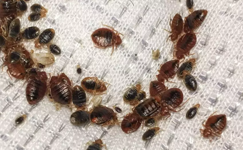 bed bug lifespan