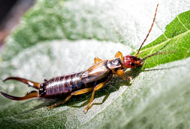 earwig insect