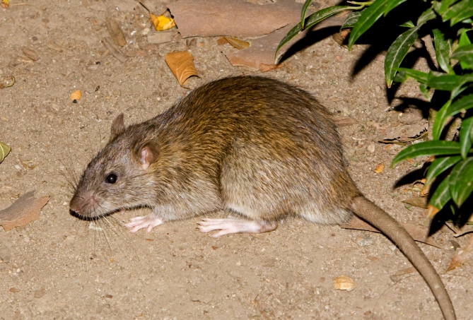 brown rat identification