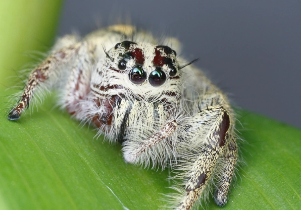 salticidae bite treatment