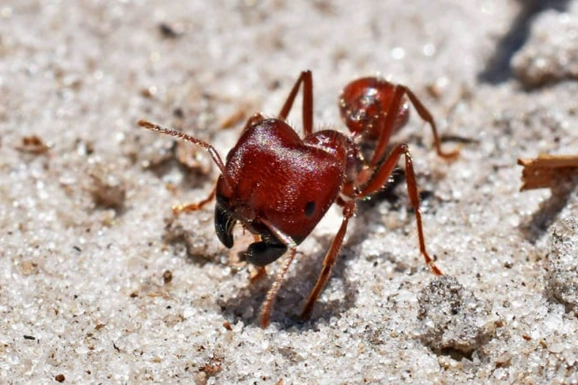 harvester ant control