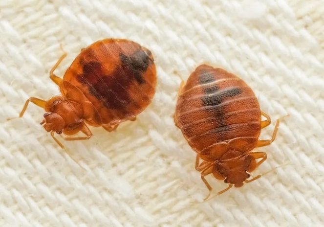 how long do bed bugs live