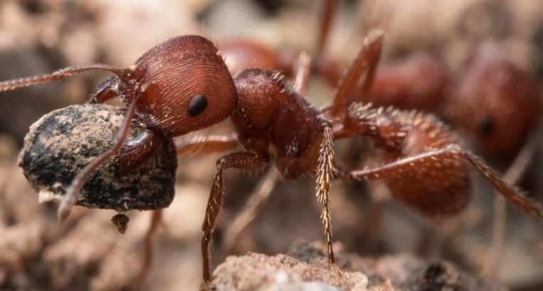 harvester ant behavior