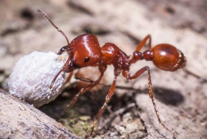 harvester ant control
