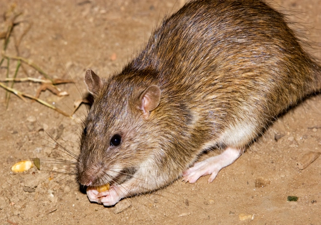 rattus norvegicus