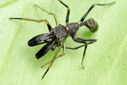 salticidae bite treatment