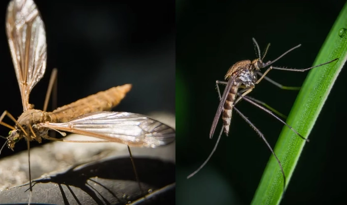 crane fly vs mosquito
