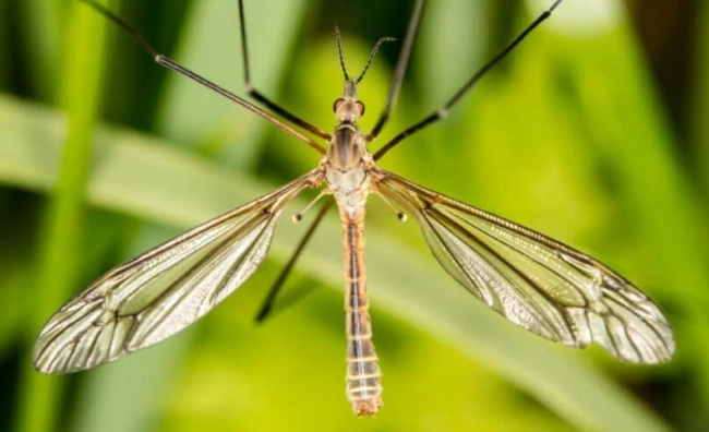 are crane flies dangerous