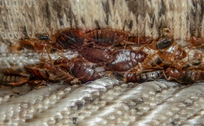 how long do bed bugs live