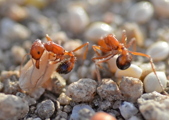 harvester ant control