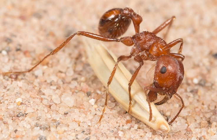 harvester ant nest
