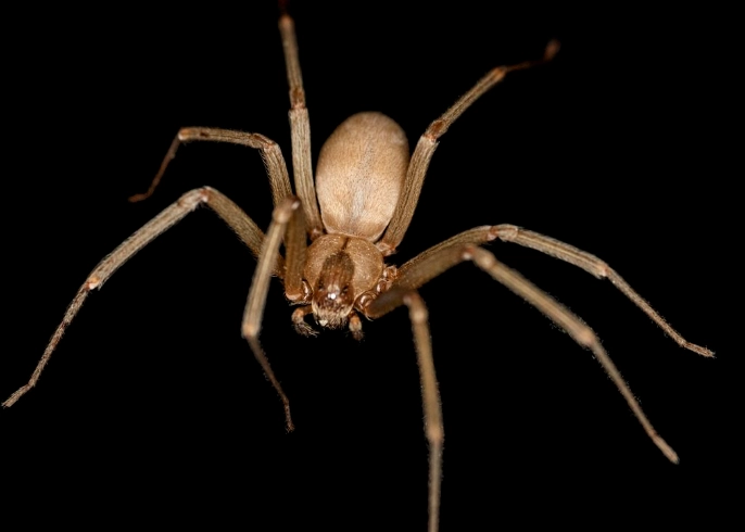 brown recluse spider identification