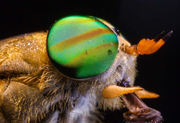 horsefly vs deer fly horsefly vs deer fly