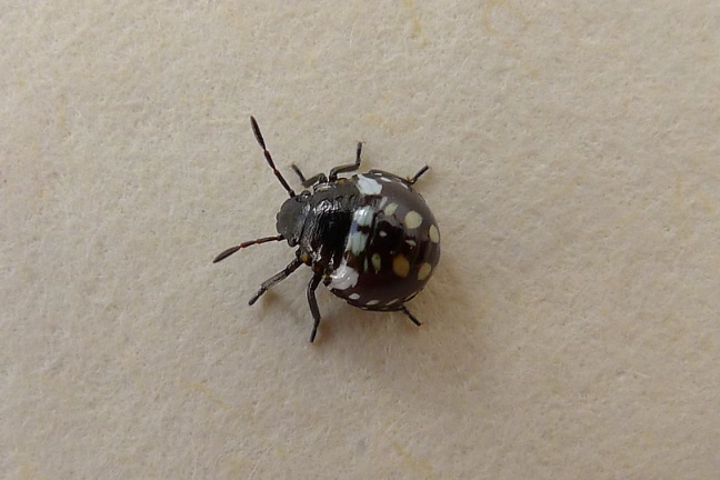 white bugs with black spots