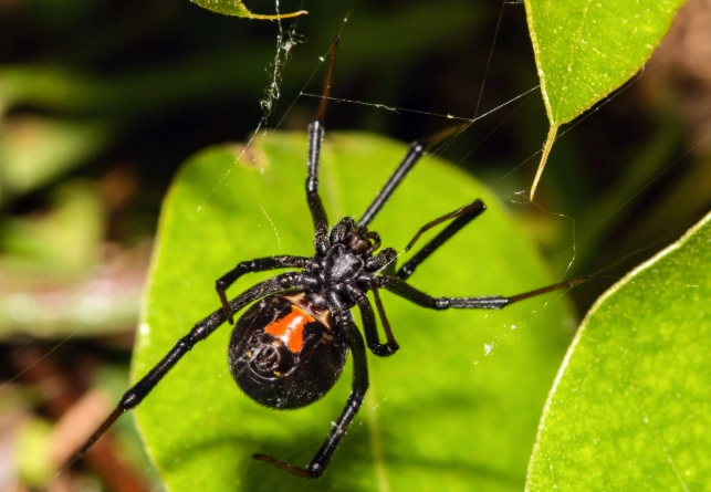 inheritance rights legal advice