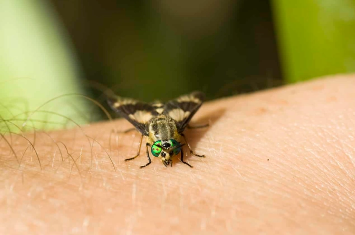 how to get rid of horseflies how to get rid of horseflies