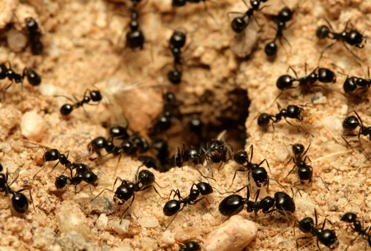 black ants