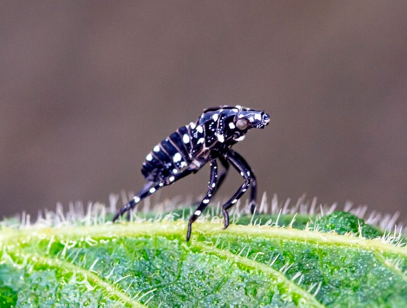 white bugs with black spots