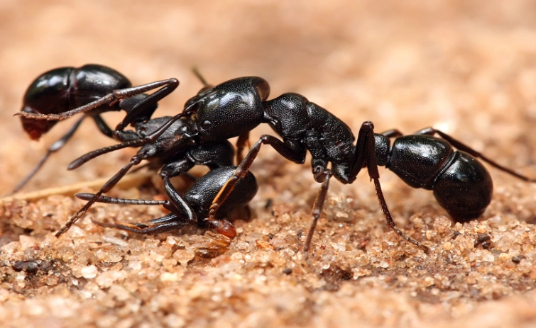 black ants vs carpenter ants