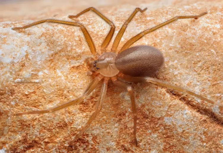 brown recluse spider identification