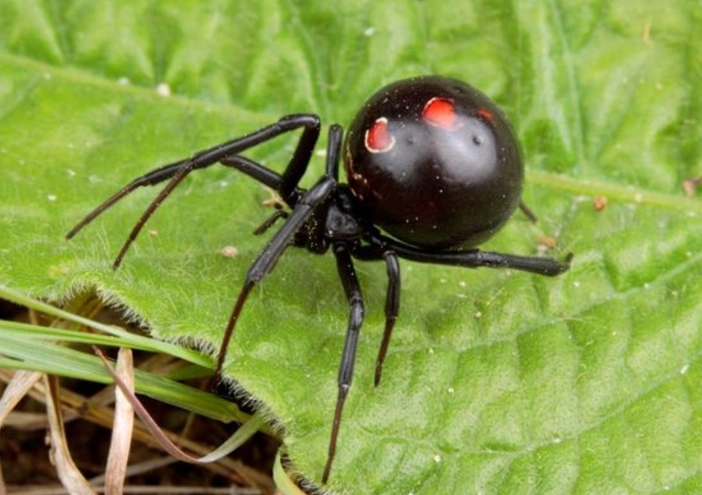 how to identify black widow how to identify black widow