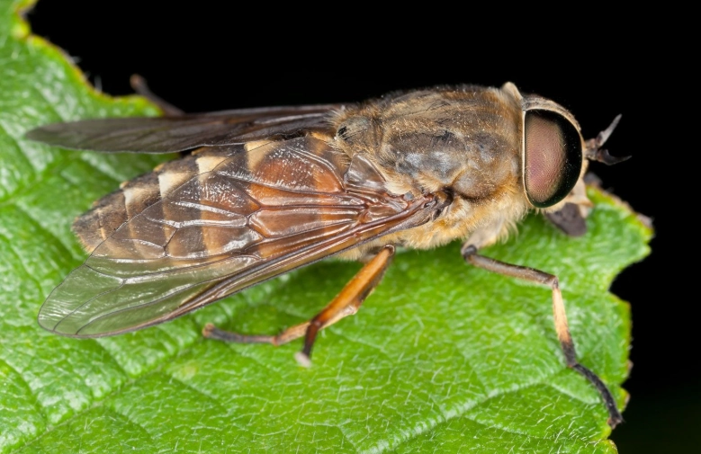 horsefly bite horsefly bite