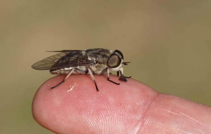 how to get rid of horseflies how to get rid of horseflies