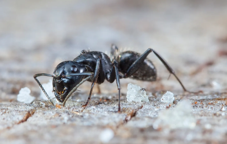 how to get rid of black ants