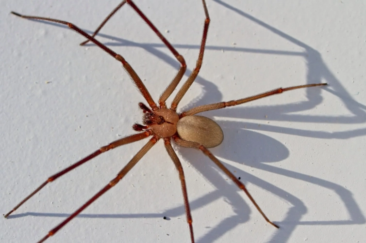 brown recluse violin marking