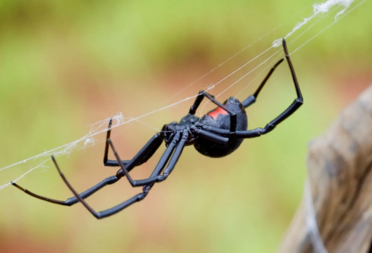 black widow spider removal black widow spider removal
