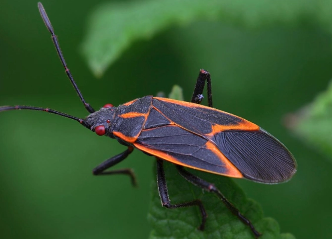 are milkweed bugs harmful