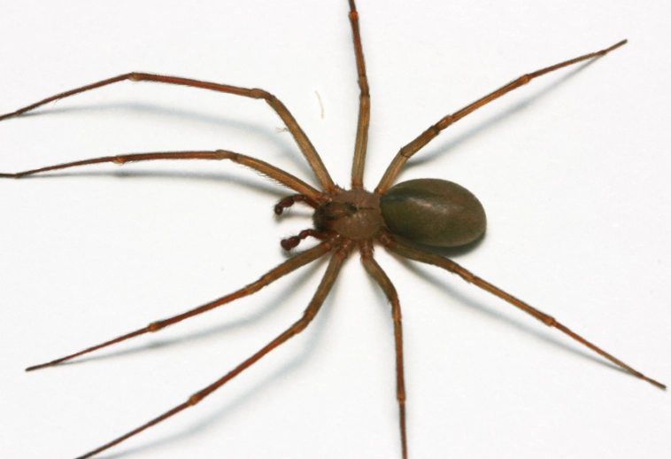brown recluse spider identification