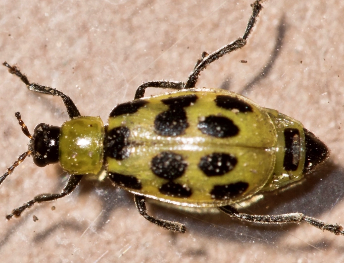 how to get rid of white bugs