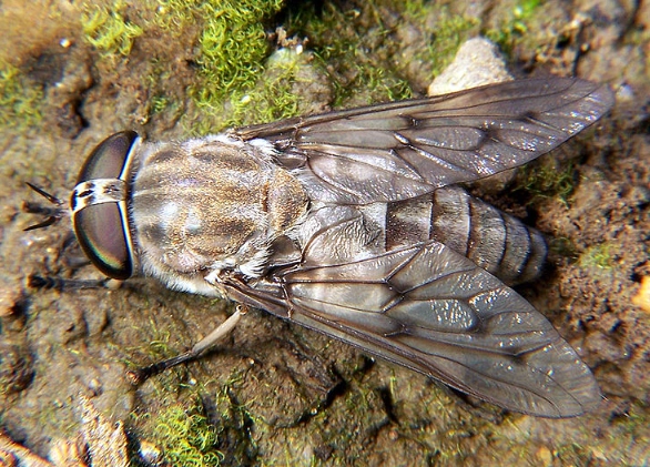 horsefly bite horsefly bite