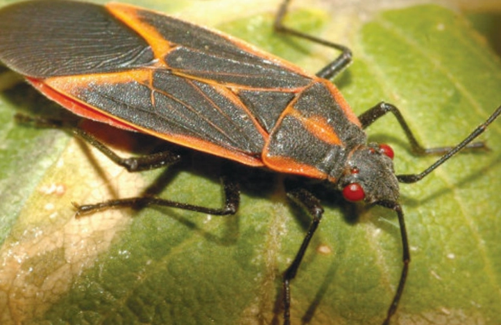 are milkweed bugs harmful