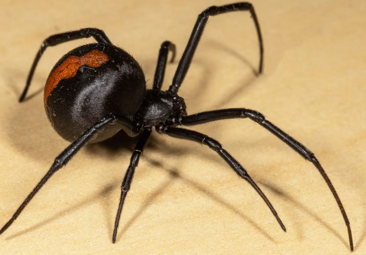 how to identify black widow how to identify black widow