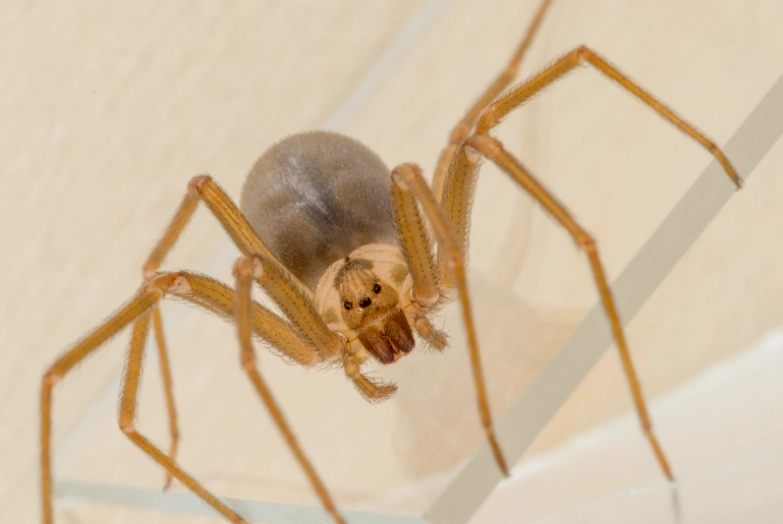 brown recluse spider identification